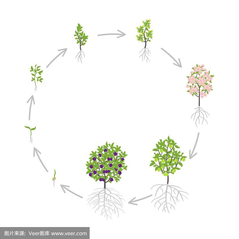 青梅树何时种？怎么种才高产？-第3张图片-宁夏农业信息网