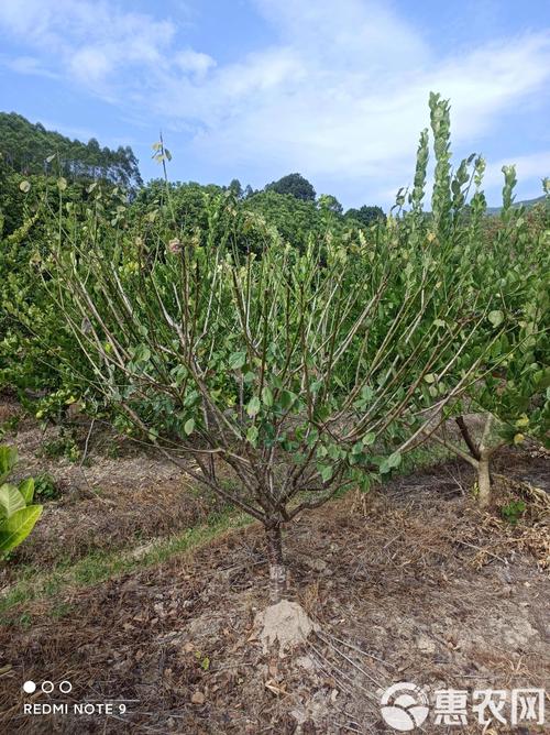 青梅树何时种?怎么种才高产?-第2张图片-宁夏农业信息网 青梅树何时种?怎么种才高产?-第2张图片-宁夏农业信息网