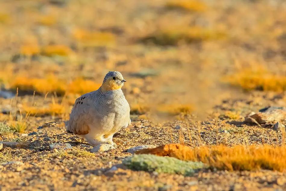 拉萨除了藏鸡，还有哪些特色禽畜品种？-第1张图片-宁夏农业信息网
