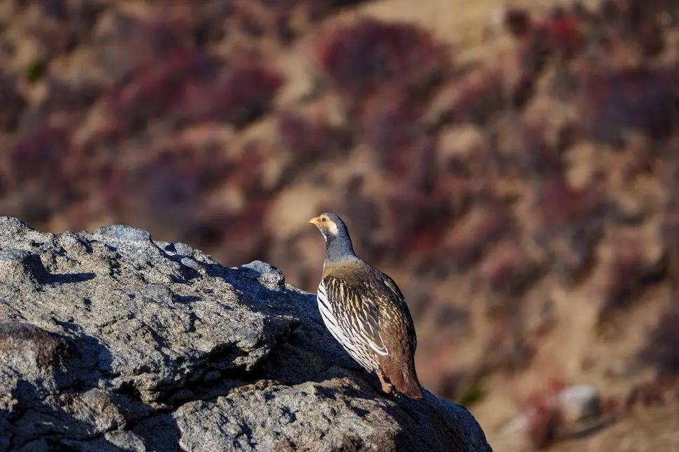拉萨除了藏鸡，还有哪些特色禽畜品种？-第2张图片-宁夏农业信息网