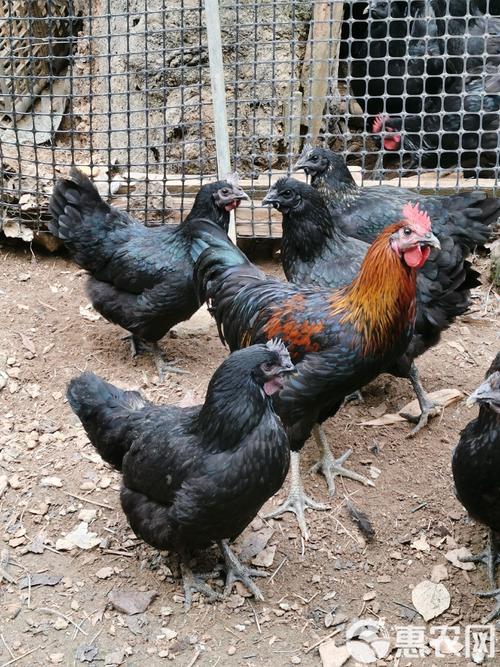 拉萨除了藏鸡，还有哪些特色禽畜品种？-第3张图片-宁夏农业信息网