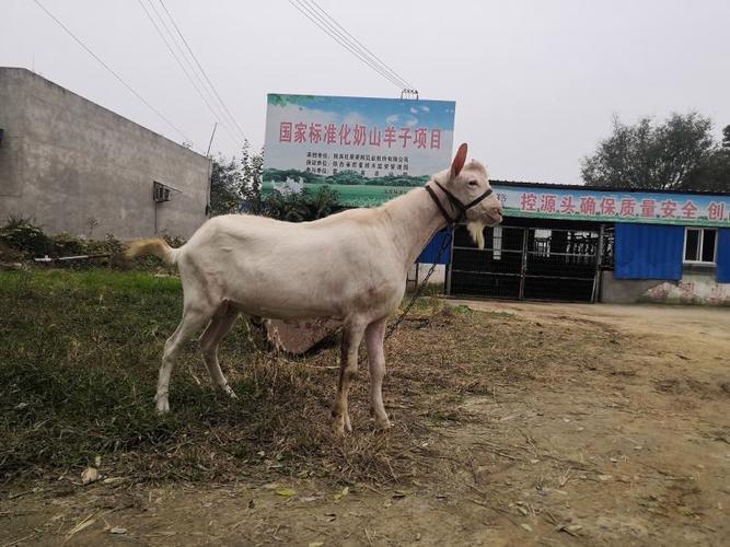 陕西羊品种有哪些？价格差异大吗？-第2张图片-宁夏农业信息网