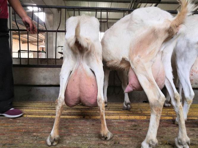 陕西羊品种有哪些？价格差异大吗？-第3张图片-宁夏农业信息网