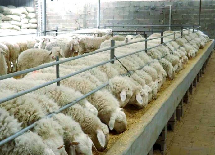羊吃羊毛最快的治疗方法-第1张图片-宁夏农业信息网 羊吃羊毛最快的治疗方法-第1张图片-宁夏农业信息网