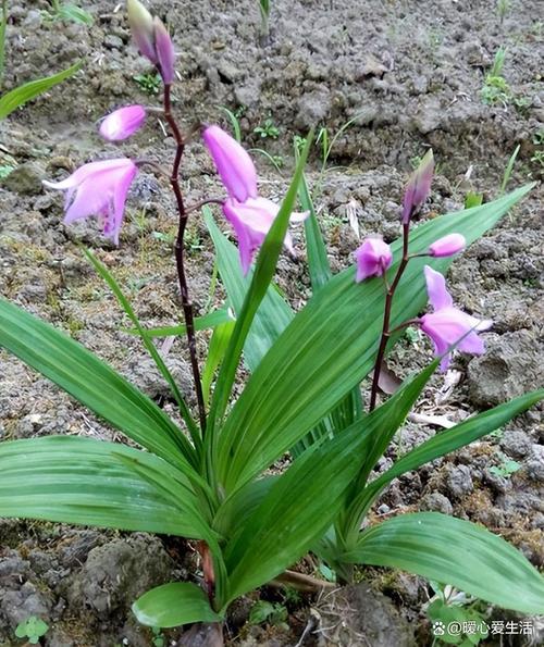 白芨养殖方法和注意事项-第2张图片-宁夏农业信息网