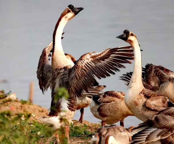 灰鹅的品种有多少图片吗-第1张图片-宁夏农业信息网