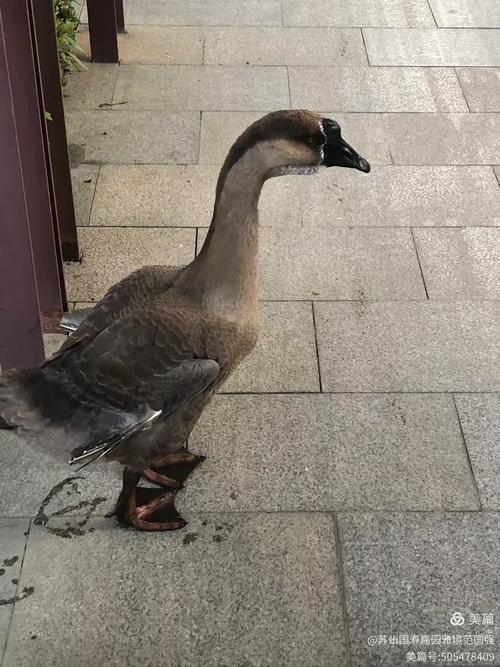 灰鹅的品种有多少图片吗-第2张图片-宁夏农业信息网