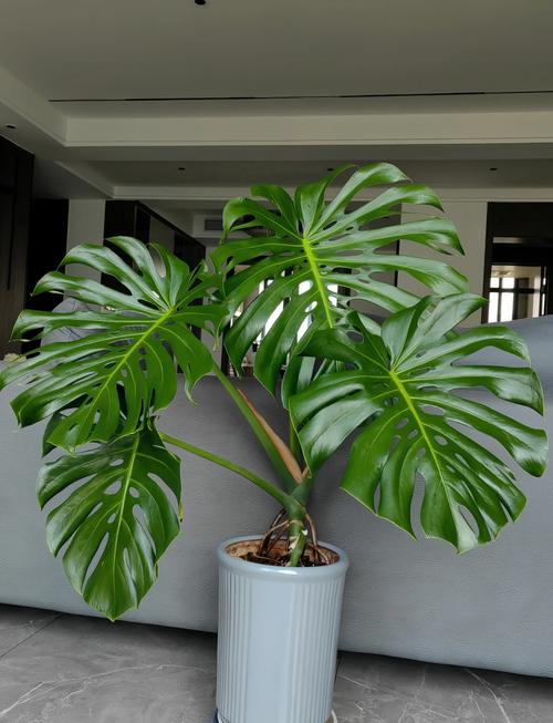 龟背竹哪个品种叶片最大?-第1张图片-宁夏农业信息网 龟背竹哪个品种叶片最大?-第1张图片-宁夏农业信息网