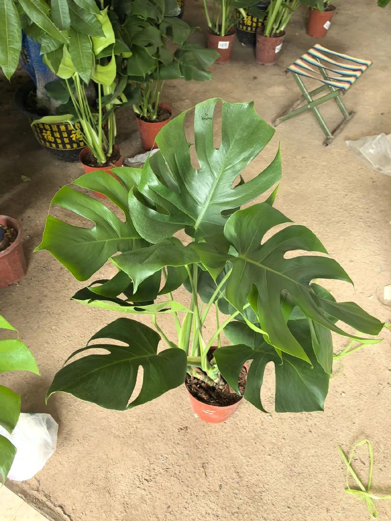 龟背竹哪个品种叶片最大?-第2张图片-宁夏农业信息网 龟背竹哪个品种叶片最大?-第2张图片-宁夏农业信息网