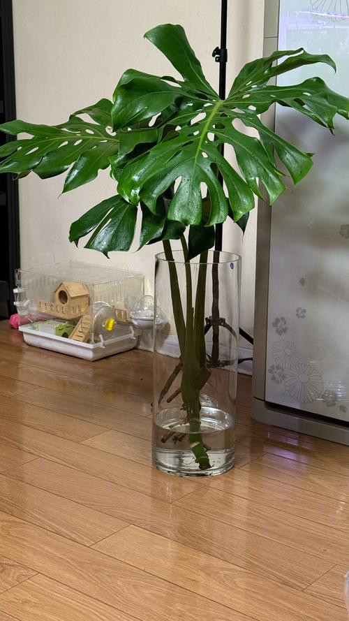 龟背竹哪个品种叶片最大?-第3张图片-宁夏农业信息网 龟背竹哪个品种叶片最大?-第3张图片-宁夏农业信息网