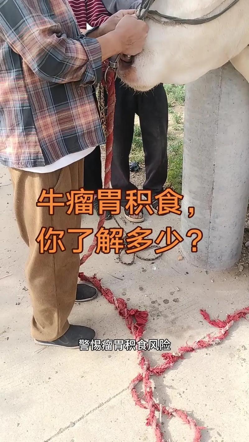 孕牛瘤胃积食怎么治？-第1张图片-宁夏农业信息网