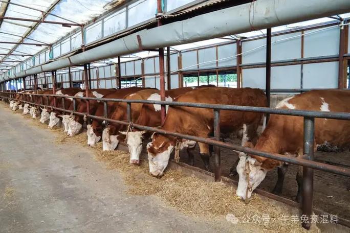 孕牛瘤胃积食怎么治？-第3张图片-宁夏农业信息网