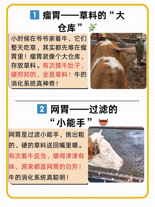 孕牛瘤胃积食怎么治？-第2张图片-宁夏农业信息网