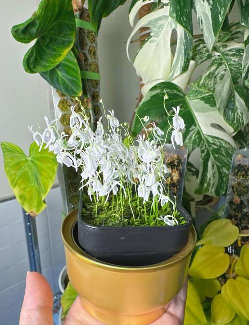 狸藻怎么养才好？有哪些注意事项？-第1张图片-宁夏农业信息网