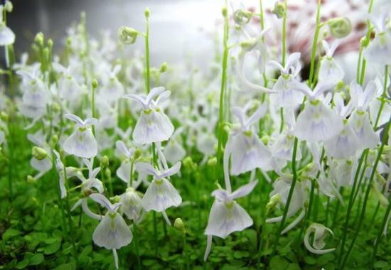 狸藻怎么养才好？有哪些注意事项？-第3张图片-宁夏农业信息网