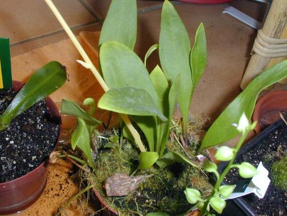 狸藻怎么养才好？有哪些注意事项？-第2张图片-宁夏农业信息网