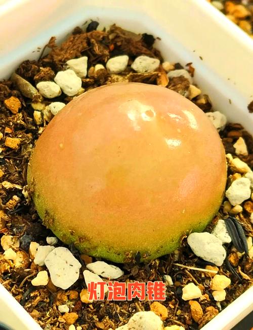 多肉灯泡养护方法有哪些-第2张图片-宁夏农业信息网