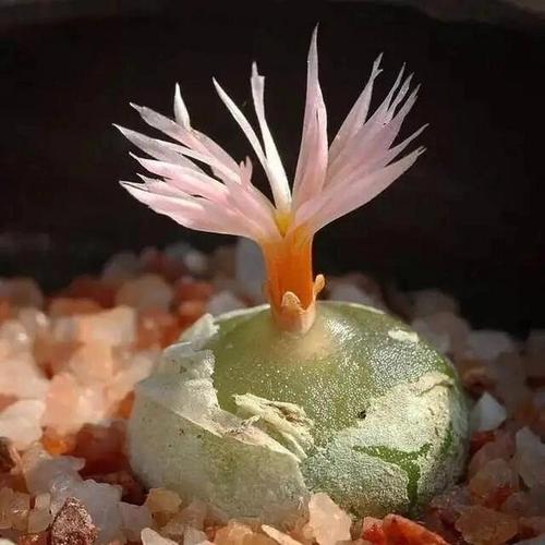 多肉灯泡养护方法有哪些-第3张图片-宁夏农业信息网