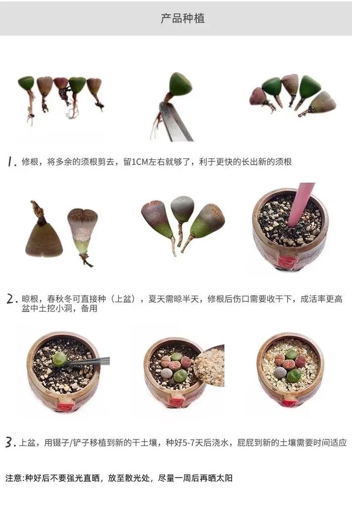 生石花播种繁殖方法有哪些关键步骤？-第1张图片-宁夏农业信息网