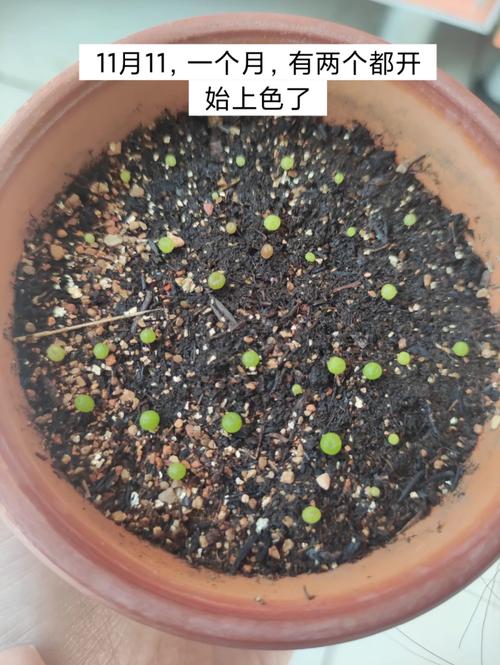 生石花播种繁殖方法有哪些关键步骤？-第2张图片-宁夏农业信息网