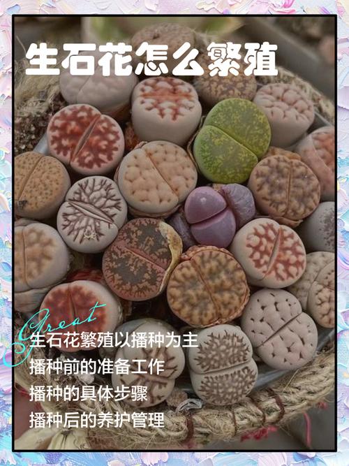 生石花播种繁殖方法有哪些关键步骤？-第3张图片-宁夏农业信息网