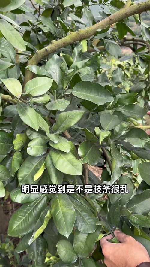 柚子树的修剪方法是什么-第3张图片-宁夏农业信息网