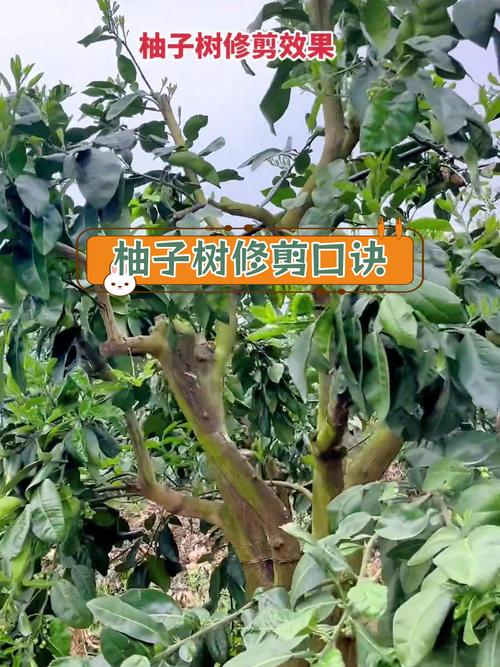柚子树的修剪方法是什么-第1张图片-宁夏农业信息网