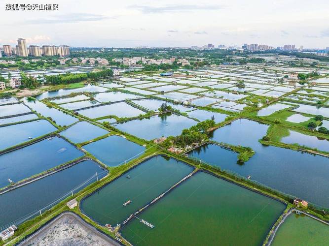 哪种水产种植效益最好？-第2张图片-宁夏农业信息网