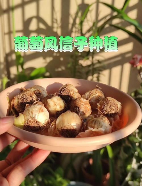 葡萄风信子种植步骤有哪些？-第2张图片-宁夏农业信息网