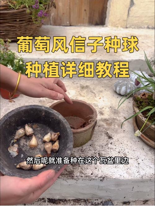 葡萄风信子种植步骤有哪些？-第1张图片-宁夏农业信息网