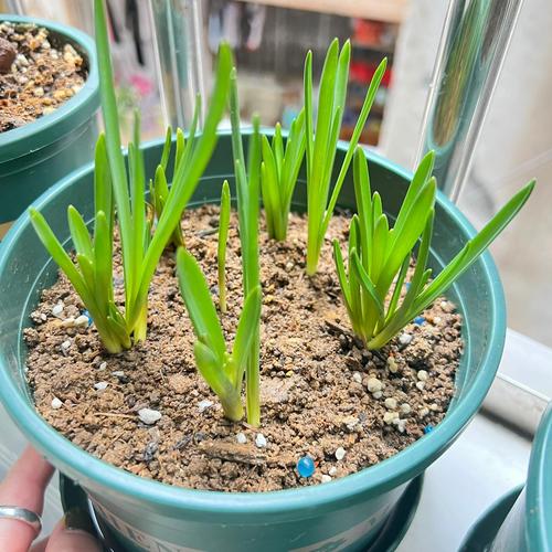 葡萄风信子种植步骤有哪些？-第3张图片-宁夏农业信息网