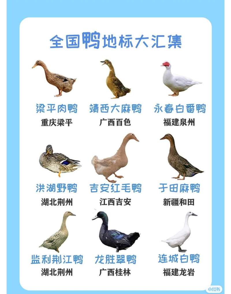 我国饲养的鸭到底有多少品种？-第3张图片-宁夏农业信息网