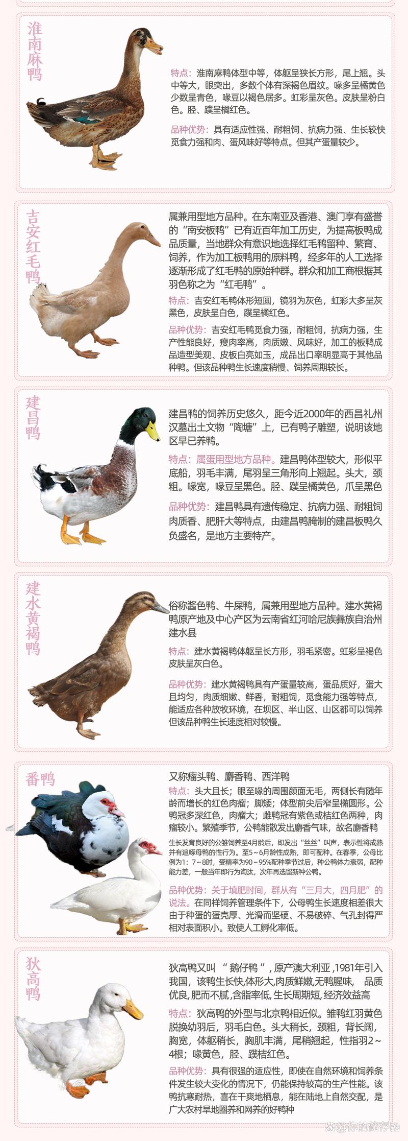 我国饲养的鸭到底有多少品种？-第2张图片-宁夏农业信息网