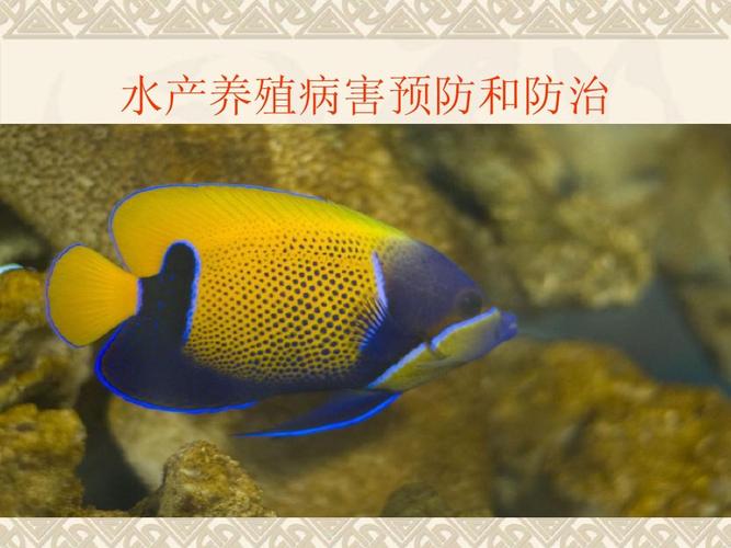 水产动物病害防治试题考点有哪些？-第3张图片-宁夏农业信息网