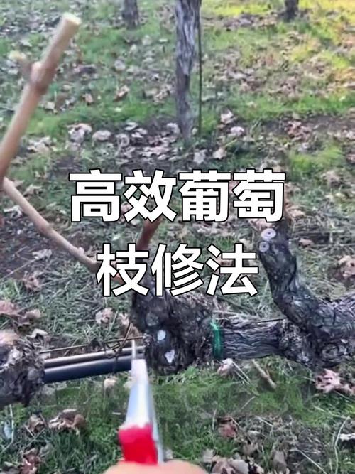 葡萄树修剪新方法视频怎么学？-第1张图片-宁夏农业信息网