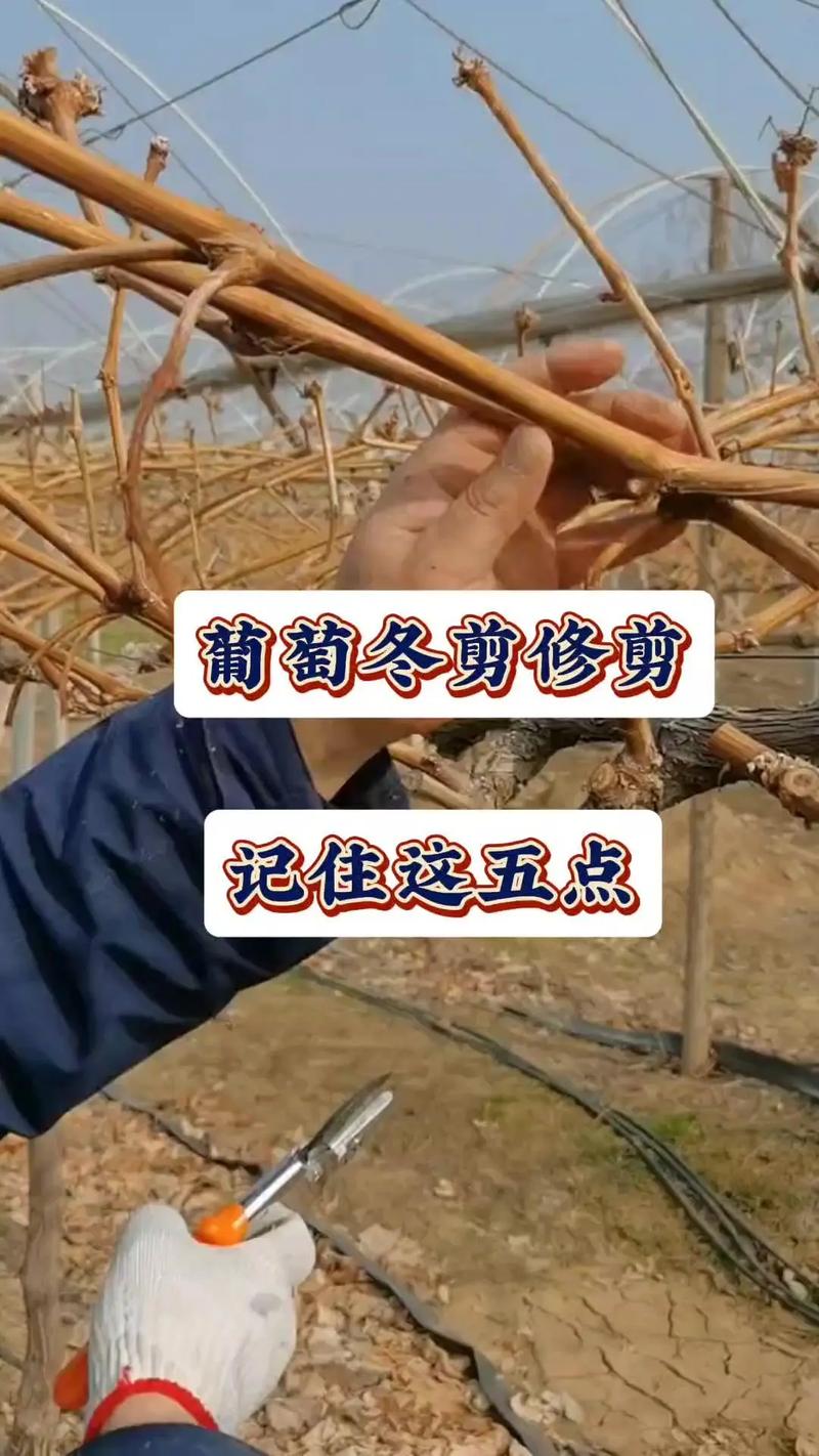 葡萄树修剪新方法视频怎么学？-第3张图片-宁夏农业信息网