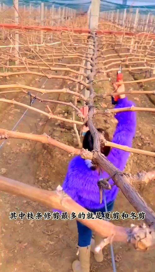 葡萄树修剪新方法视频怎么学？-第2张图片-宁夏农业信息网