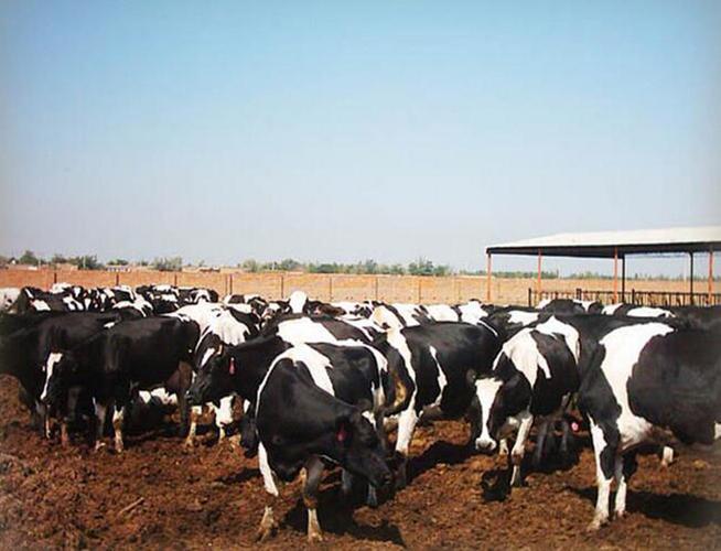 中国牛品种如何被国外利用？-第3张图片-宁夏农业信息网