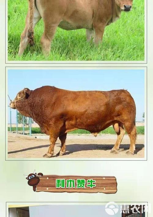 中国牛品种如何被国外利用？-第2张图片-宁夏农业信息网