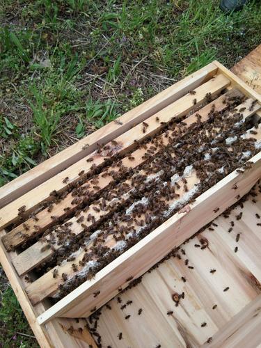 维持大群的中蜂品种视频-第1张图片-宁夏农业信息网