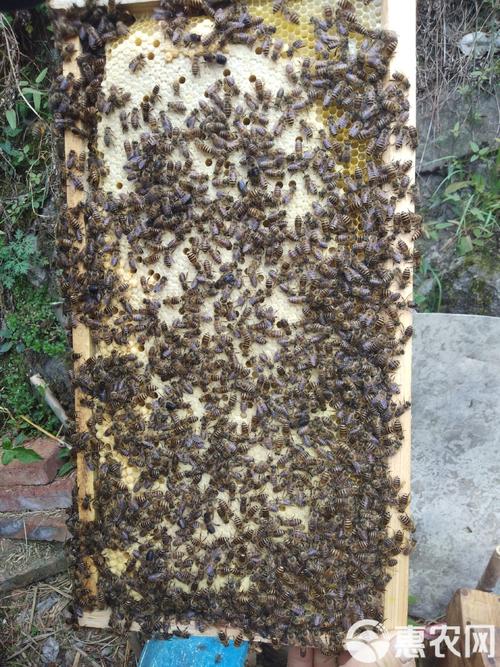 维持大群的中蜂品种视频-第3张图片-宁夏农业信息网