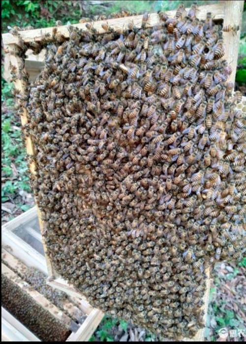 维持大群的中蜂品种视频-第2张图片-宁夏农业信息网