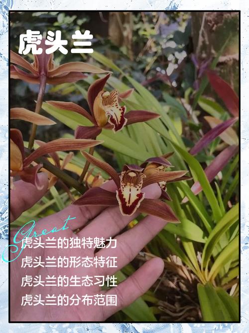 虎头兰有哪些常见品种？-第1张图片-宁夏农业信息网