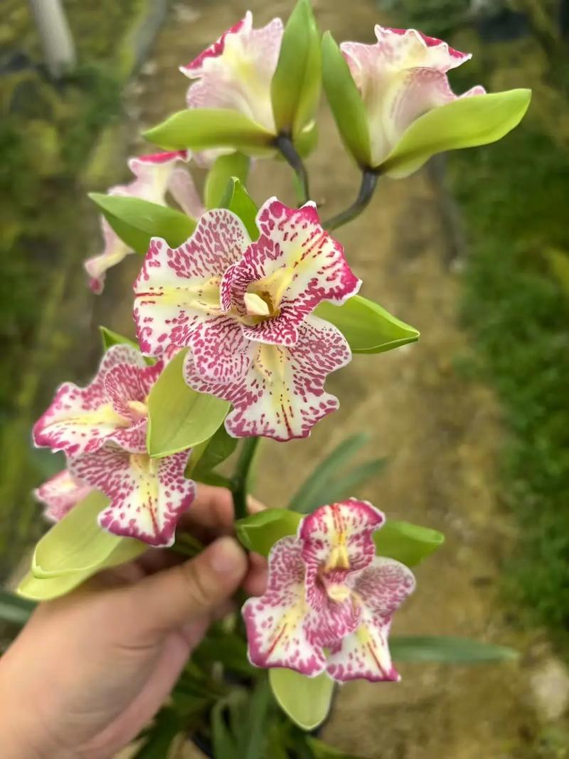 虎头兰有哪些常见品种？-第2张图片-宁夏农业信息网