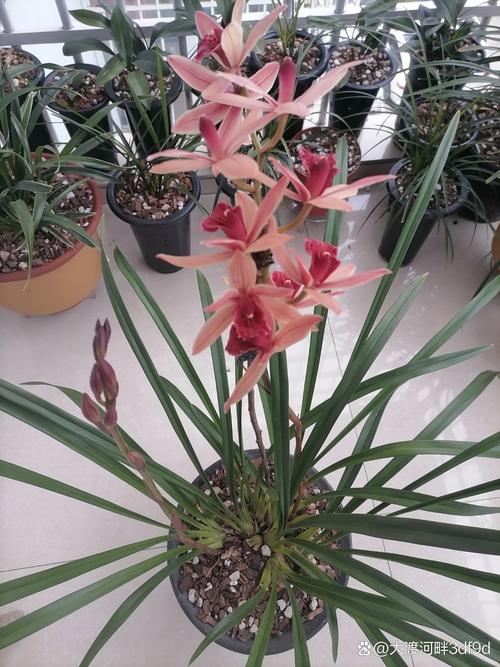 虎头兰有哪些常见品种？-第3张图片-宁夏农业信息网