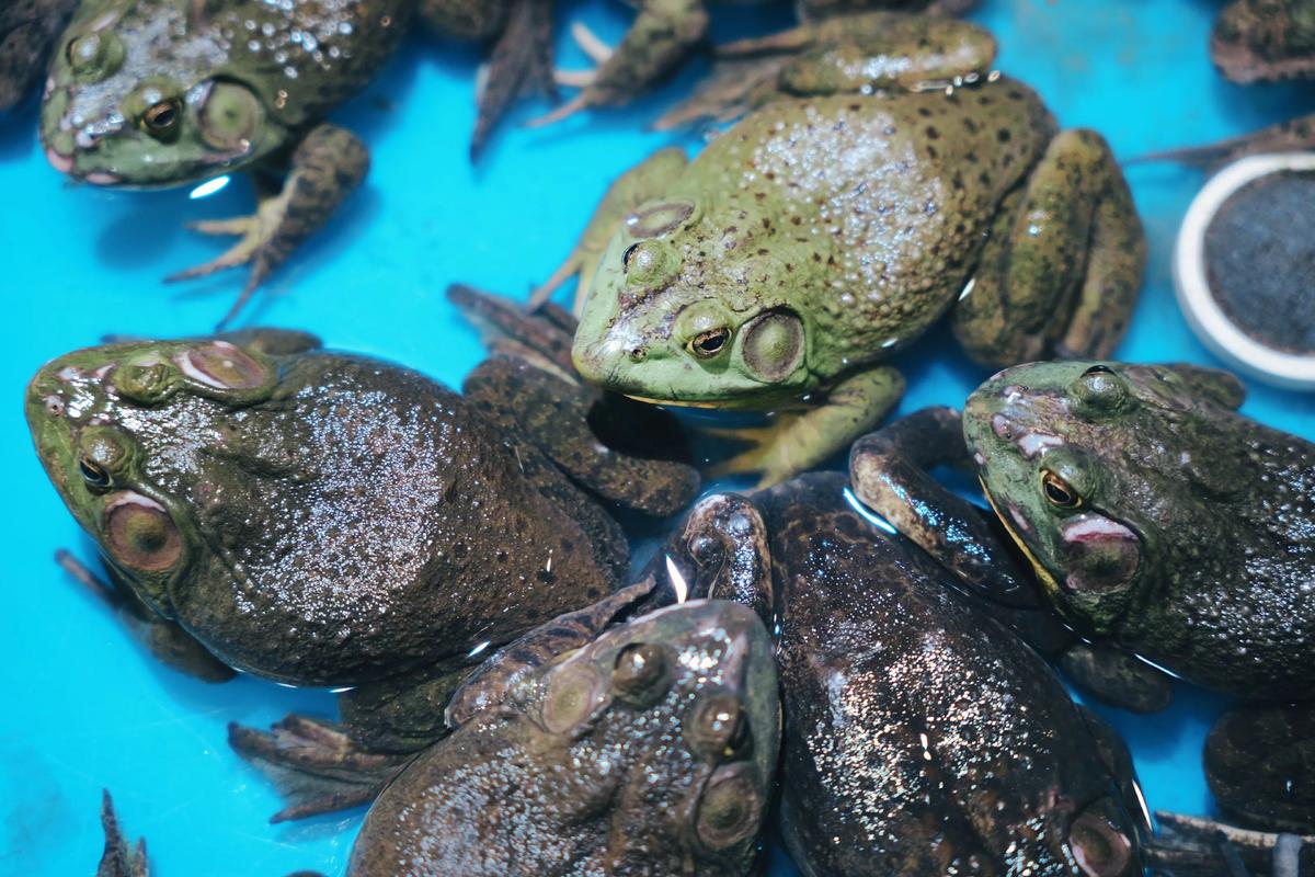 长沙水产市场青蛙价格-第1张图片-宁夏农业信息网