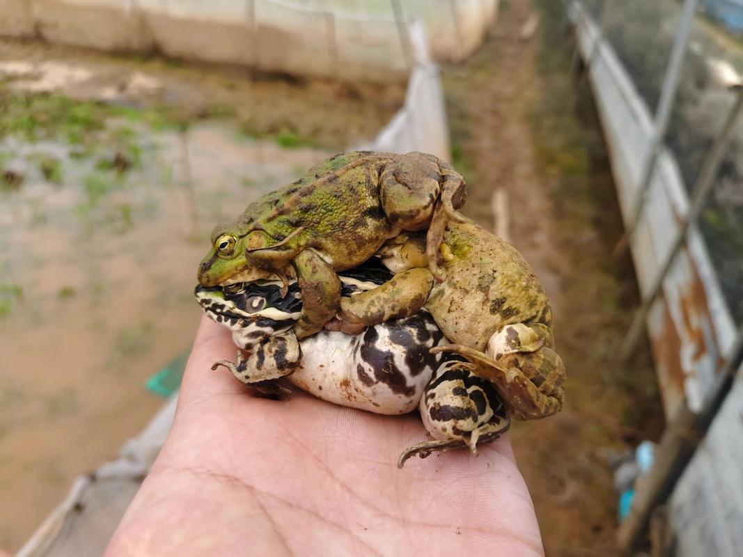 长沙水产市场青蛙价格-第3张图片-宁夏农业信息网