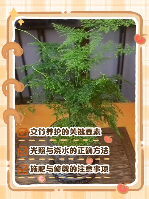 文竹怎么养才茂盛？注意啥？-第3张图片-宁夏农业信息网