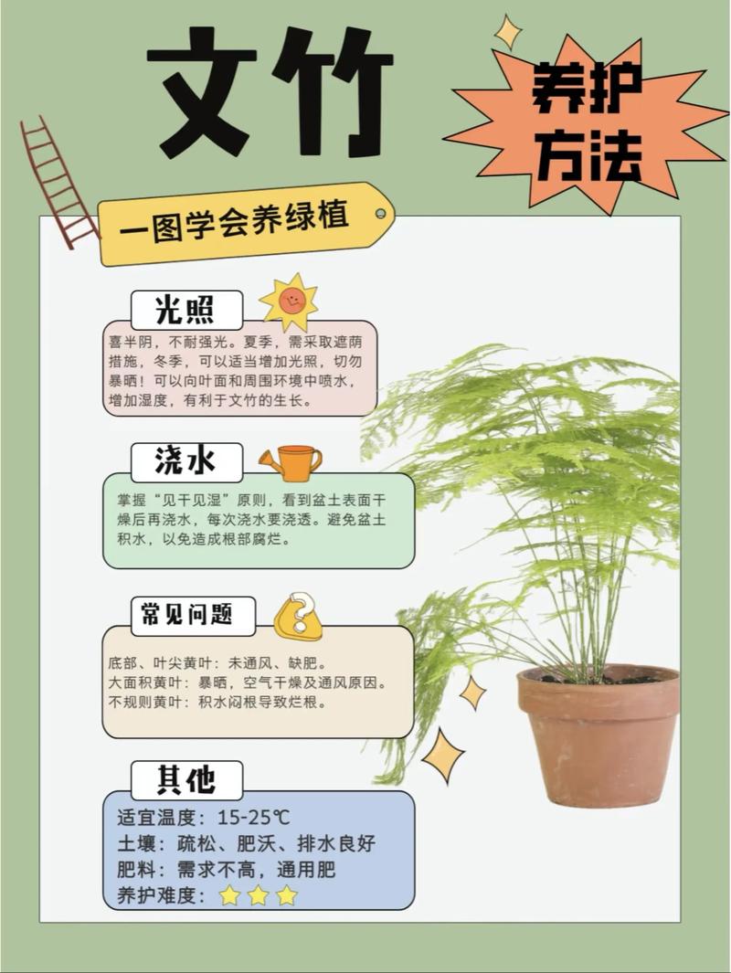 文竹怎么养才茂盛？注意啥？-第1张图片-宁夏农业信息网