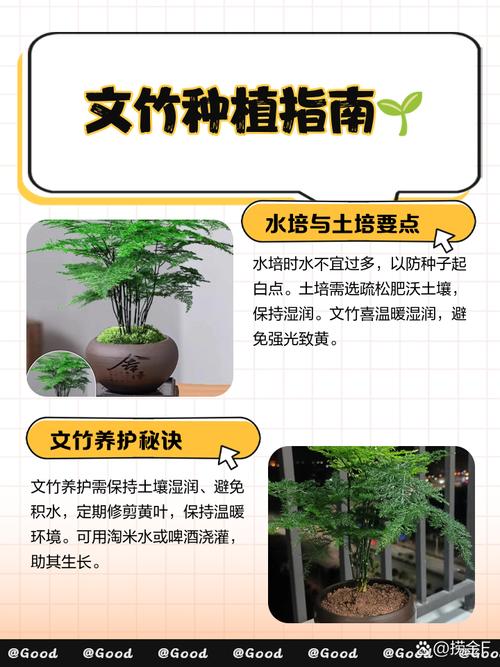 文竹怎么养才茂盛？注意啥？-第2张图片-宁夏农业信息网